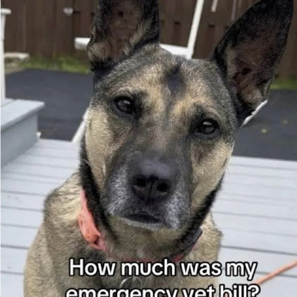 HELP! Have major vet bills 😪
